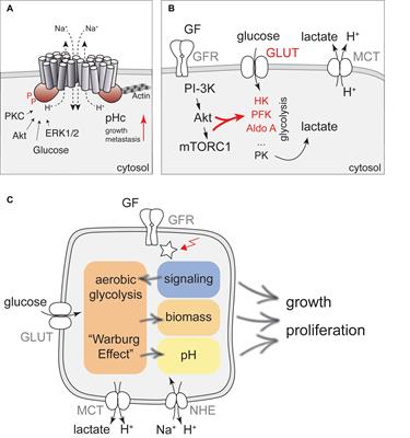 Another Consequence of the Warburg Effect? Metabolic Regulation of Na+/H+ Exchangers May Link Aerobic Glycolysis to Cell Growth